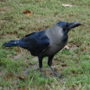 Indian Crow